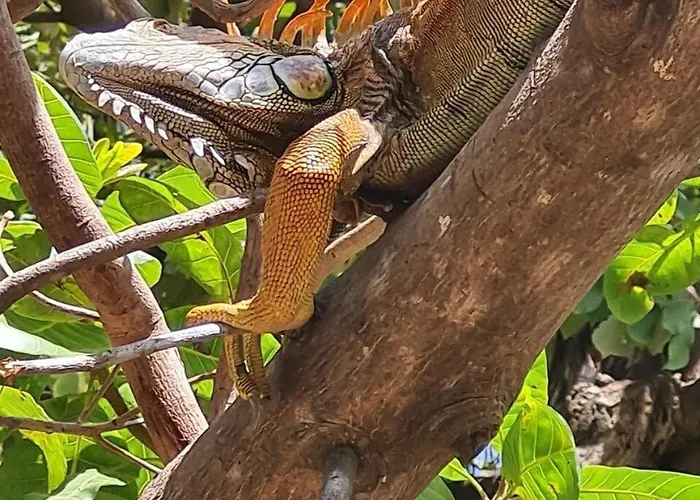 Pacific Glamp Potrero (Guanacaste)